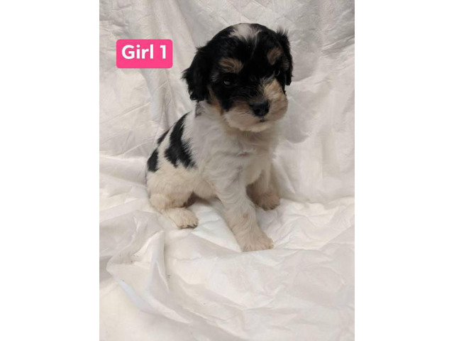 Very smart and sweet Aussiedoodle Puppies in Huntington ...