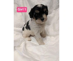 Very smart and sweet Aussiedoodle Puppies - 6