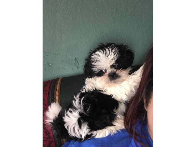 Female Shih Tzu puppy for Sale in Huntsville , Alabama ...