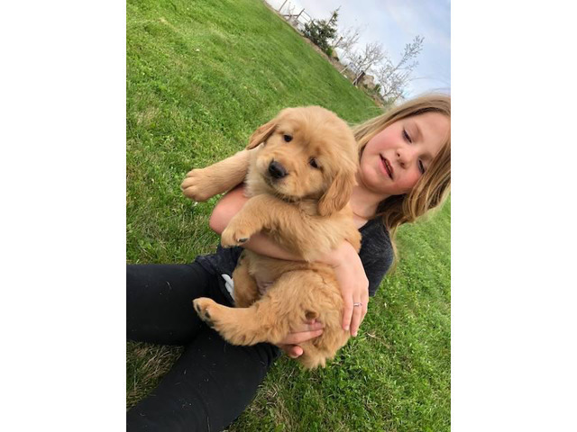 4 Females Akc Registered Golden Retriever Puppies Available In Donnelly Idaho Puppies For Sale Near Me