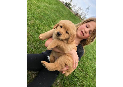 4 females AKC registered golden retriever puppies  available