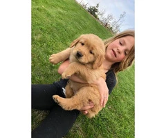 4 females AKC registered golden retriever puppies  available