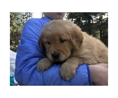 4 females AKC registered golden retriever puppies  available - 2