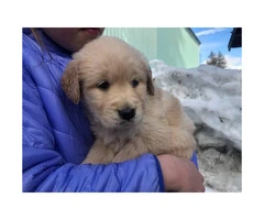 4 females AKC registered golden retriever puppies  available - 3