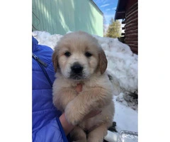 4 females AKC registered golden retriever puppies  available - 4