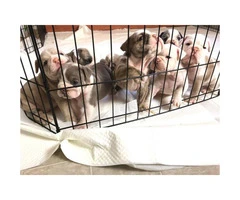AKC English Bulldog puppies 6 girls 2 boys