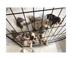 AKC English Bulldog puppies 6 girls 2 boys - 3