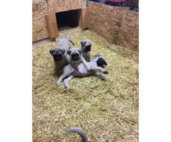Beautiful AKC English mastiff puppies for sale - 7
