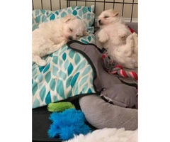 2 clean & friendly females purebred Maltese puppies looking for a new home - 2