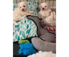 2 clean & friendly females purebred Maltese puppies looking for a new home - 3