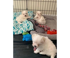 2 clean & friendly females purebred Maltese puppies looking for a new home - 4