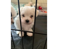 2 clean & friendly females purebred Maltese puppies looking for a new home - 5