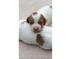 8 Brittany pups for sale