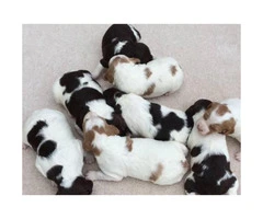 8 Brittany pups for sale - 3