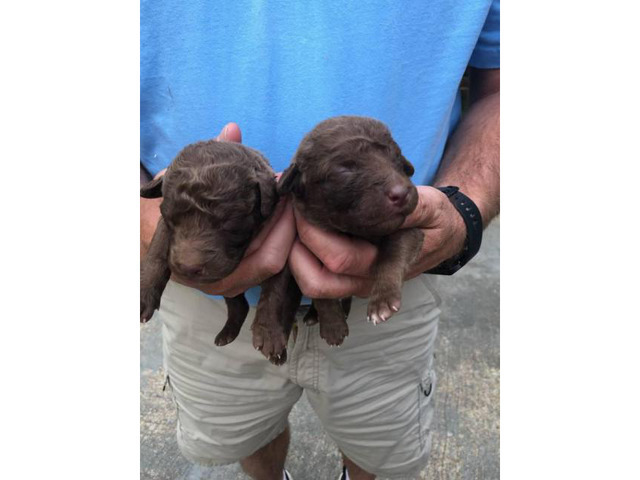 Registered Chesapeake Bay Retriever Puppies For Sale In