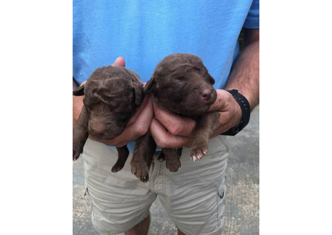 Registered Chesapeake bay retriever puppies for sale