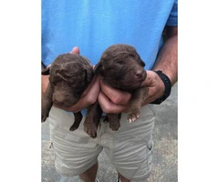 Registered Chesapeake bay retriever puppies for sale