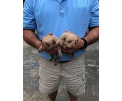 Registered Chesapeake bay retriever puppies for sale - 2