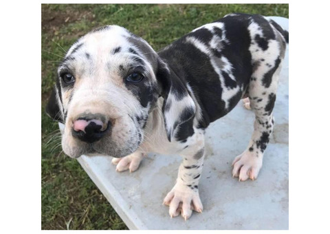9 Beautiful Daniff Puppies For Sale
