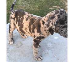 9 Beautiful Daniff Puppies For Sale In San Bernardino California Puppies For Sale Near Me