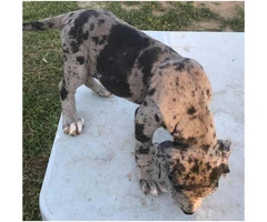 9 Beautiful Daniff Puppies For Sale