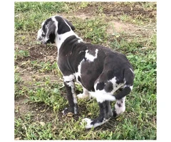 9 Beautiful Daniff Puppies For Sale