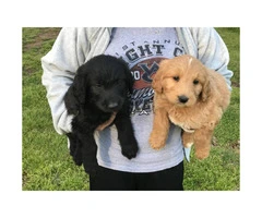 7 weeks old Labradoodle puppies $500 - 2