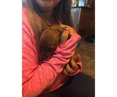Chiweenies for sale - 3 puppies left