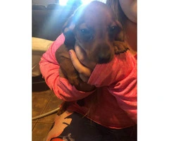 Chiweenies for sale - 3 puppies left - 2