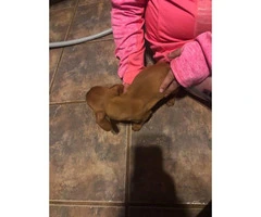 Chiweenies for sale - 3 puppies left - 4
