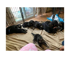 1 male and 7 female German shepherd puppies available