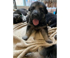 1 male and 7 female German shepherd puppies available - 2