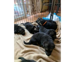 1 male and 7 female German shepherd puppies available - 3
