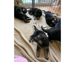 1 male and 7 female German shepherd puppies available - 4