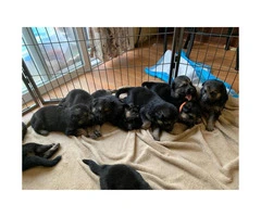 1 male and 7 female German shepherd puppies available - 5