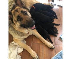 1 male and 7 female German shepherd puppies available - 6