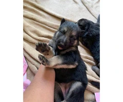 1 male and 7 female German shepherd puppies available - 7