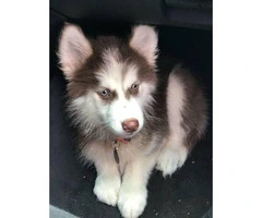 Purebred siberian husky puppy for sale with papers, utd on shots, and microchipped