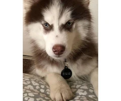 Purebred siberian husky puppy for sale with papers, utd on shots, and microchipped - 2