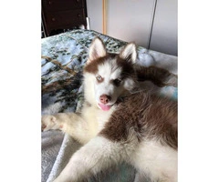 Purebred siberian husky puppy for sale with papers, utd on shots, and microchipped - 3