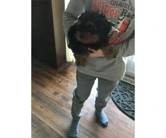 4 months old Male Yorkie Pup for sale