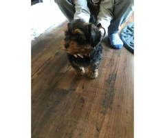 4 months old Male Yorkie Pup for sale - 3