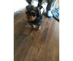 4 months old Male Yorkie Pup for sale - 4