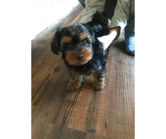 4 months old Male Yorkie Pup for sale - 5