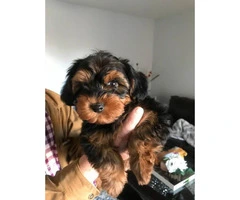4 months old Male Yorkie Pup for sale - 6