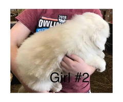 1 female Great Pyrenees puppy available