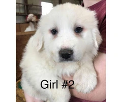 1 female Great Pyrenees puppy available - 2