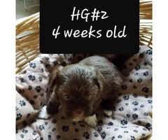Family owned Havanese Puppies - 5