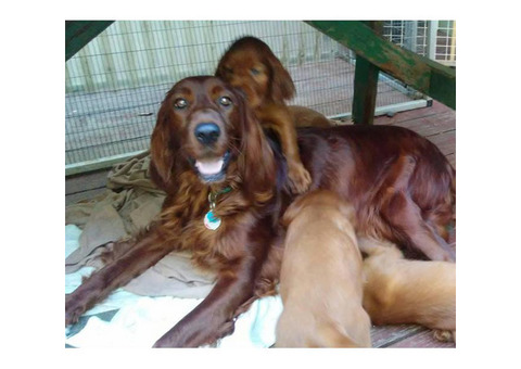5 beautiful Irish setter puppies for sale
