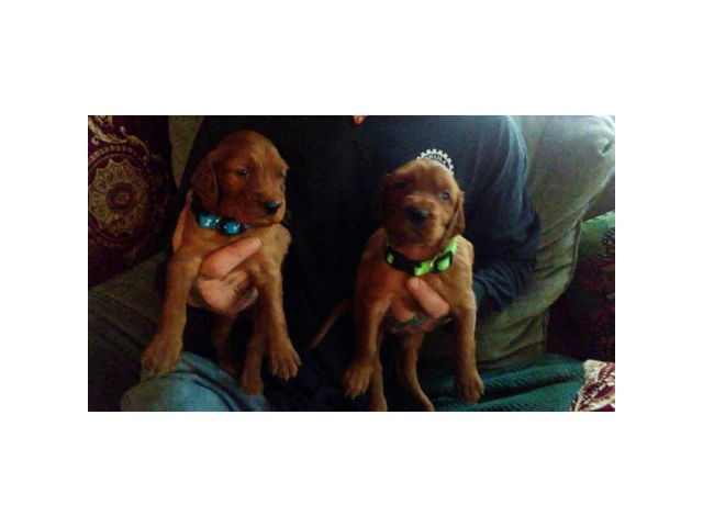 5 beautiful Irish setter puppies for sale - 6/6